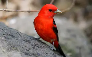 Red birds in Michigan