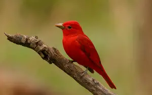 Red birds in Texas