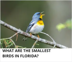 Small birds in Florida