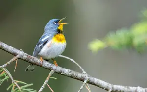 Small birds in Florida