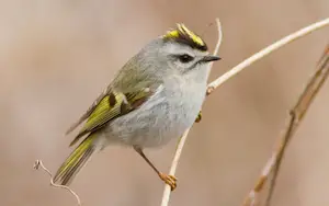 Small birds in Michigan