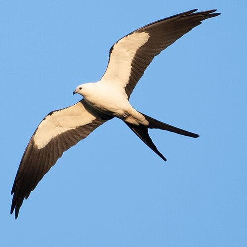 Swallow-tailed Kite flying in a blue sky