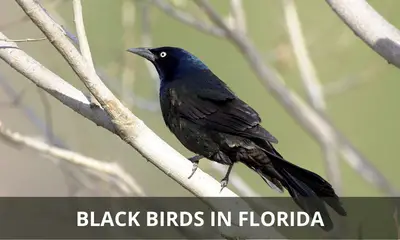 The black birds commonly found in Florida