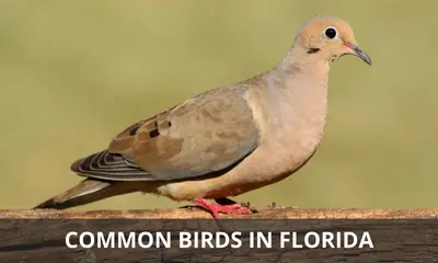 The common birds of Florida
