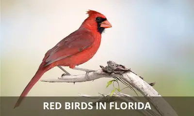 The red birds of Florida