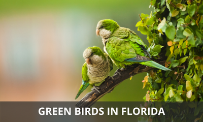 The types of green-colored birds found in Florida