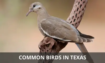 Types of birds that are common in Texas