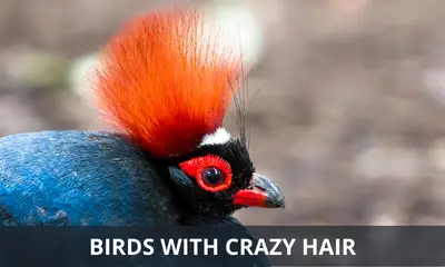 Types of birds with the craziest hairstyles