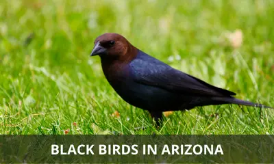 Types of black birds found in Arizona