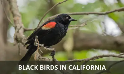 Types of black birds found in California