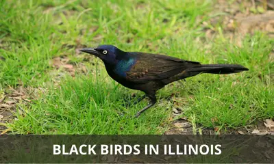 Types of black birds found in Illinois