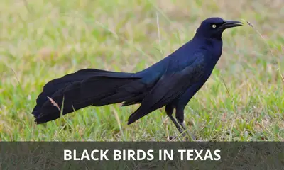 Types of black birds found in Texas