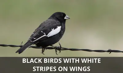 Types of black birds that have white stripes on their wings