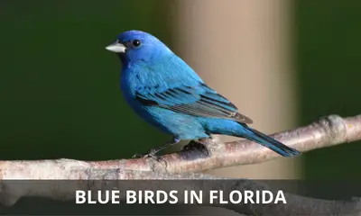Types of blue birds in Florida