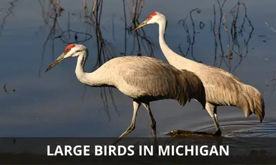 Types of large birds found in Michigan