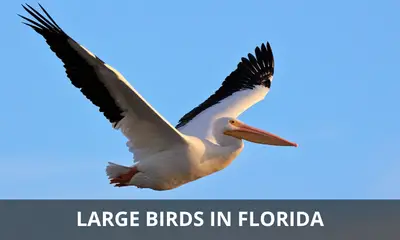 Types of large birds that can be found in Florida