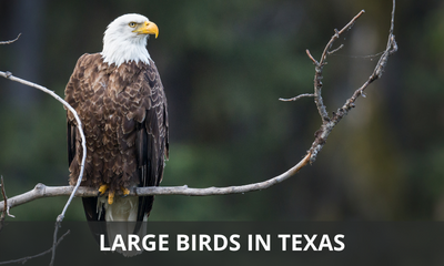 Types of large birds that can be found in Texas