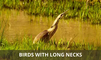 Types of long-necked birds