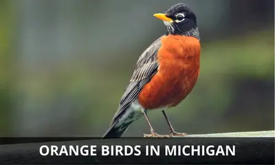 Types of orange birds found in Michigan