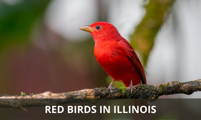 Types of red birds found in Illinois