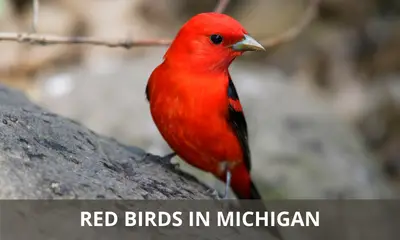 Types of red birds found in Michigan