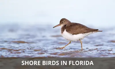 Types of shore birds found in Florida