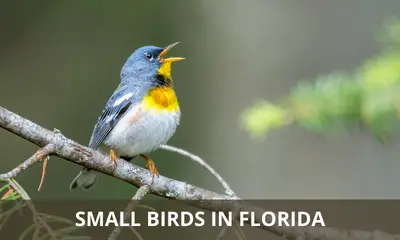 Types of small birds found in Florida