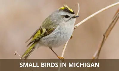 Types of small birds found in Michigan