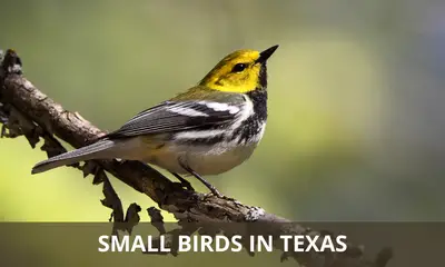 Types of small birds that are found in Texas