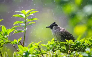 Where do birds go when it rains
