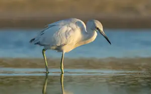 White Birds In Florida