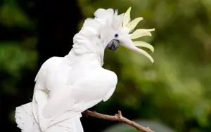 White bird with mohawk