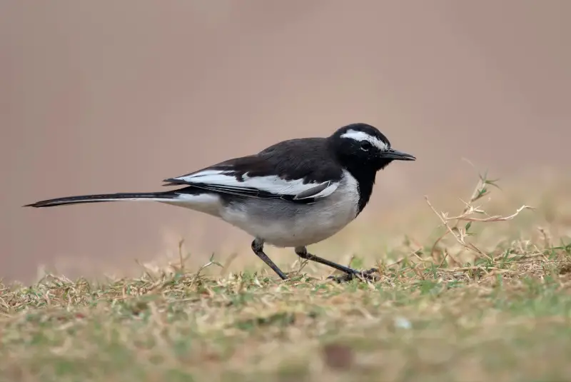Photo of White-browed Wagtail adult