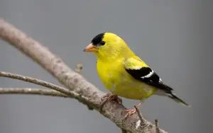Yellow birds in Michigan