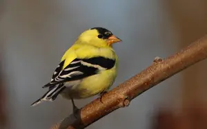 Yellow birds with black