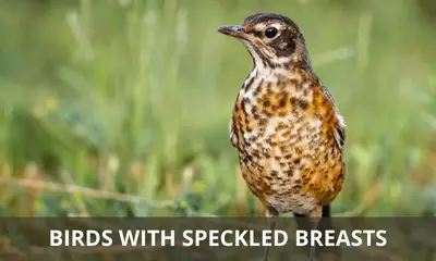 birds with speckled breasts
