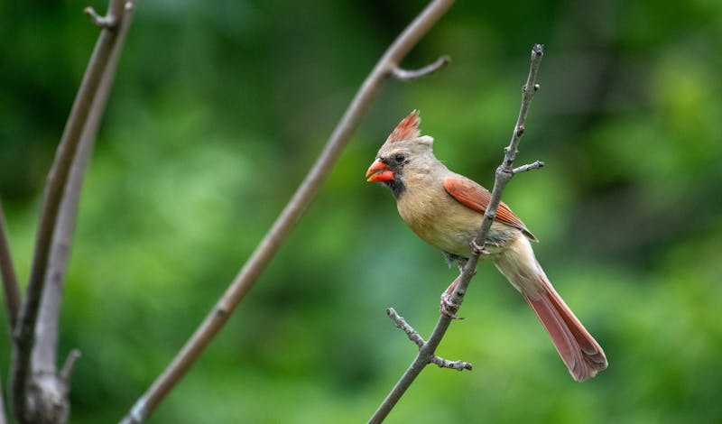 A female Northern Cardinal perched on a tree branch against a lush green background.