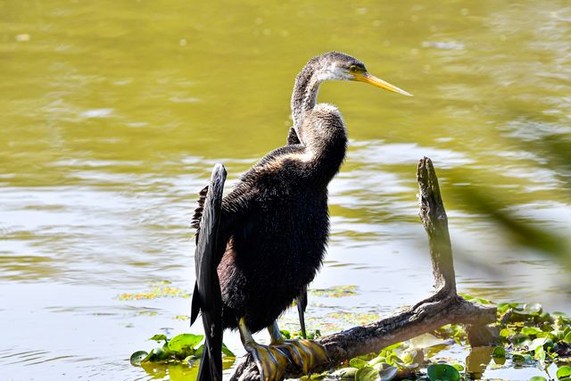 Anhinga bird drying its wings on a log beside a tranquil lake water.