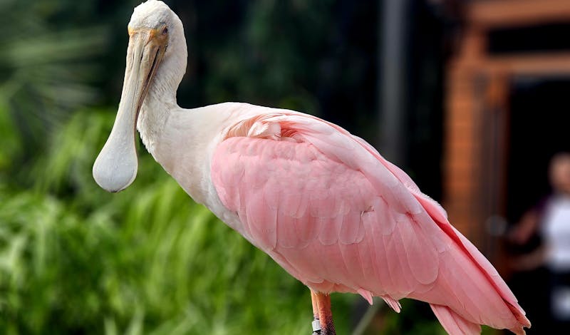 Elegant roseate spoonbill resting on a fence in a lush green environment outdoors.