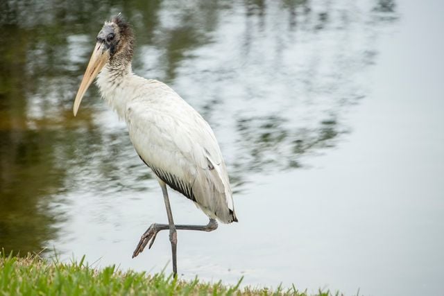 A wood stork stands gracefully by the water's edge, showcasing its natural beauty.