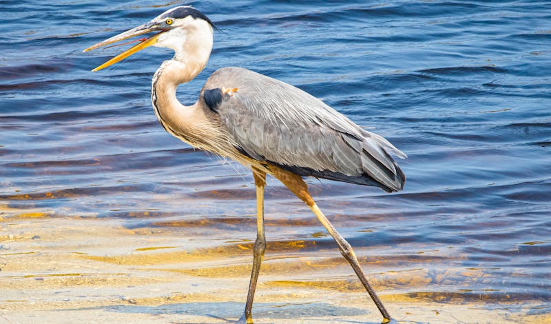 Great Blue Heron strides along the water's edge, showcasing its elegant frame and striking plumage.