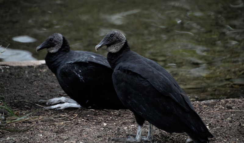 Two black vultures resting near a waterbank in San Antonio, Texas.