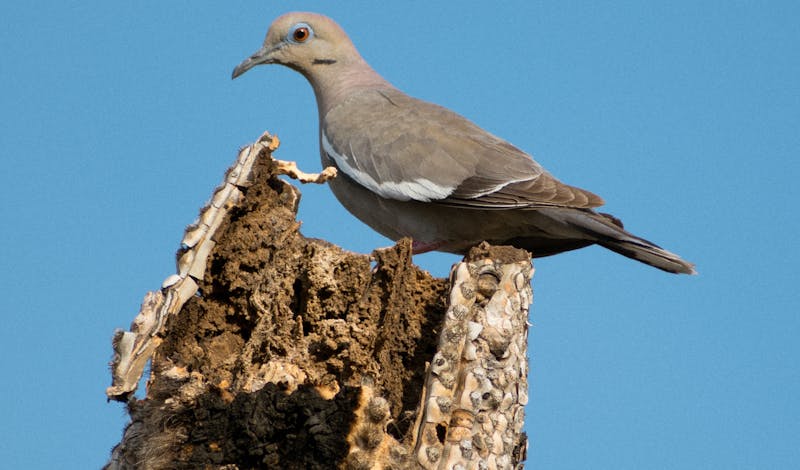 A White Winged Dove perches on a weathered stump against a clear blue sky, showcasing nature's resilience.