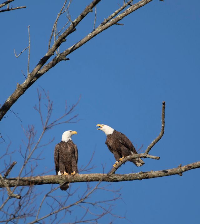 Two bald eagles sitting on a branch under a clear blue sky. Nature at its best.