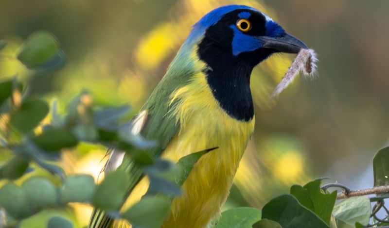 Green Jay perched with prey, showcasing vivid plumage in Yucatán, México.
