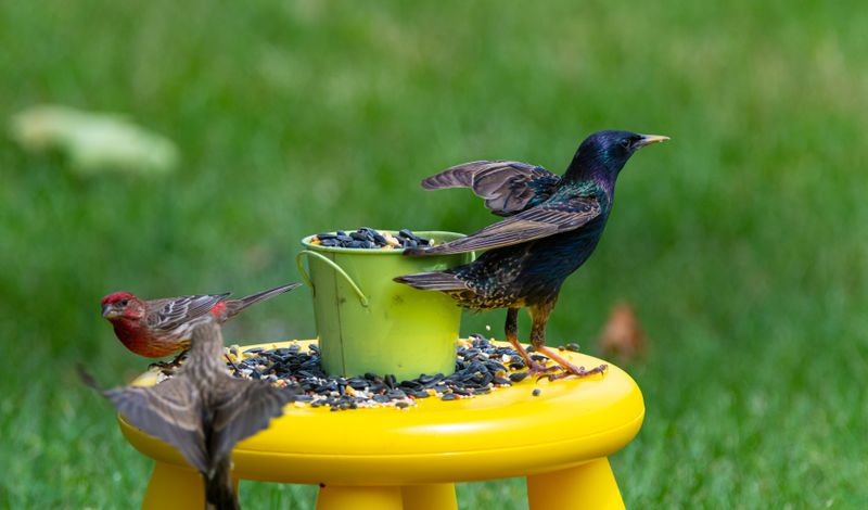 Birds enjoy birdseed on a vibrant yellow table in a lush garden setting.