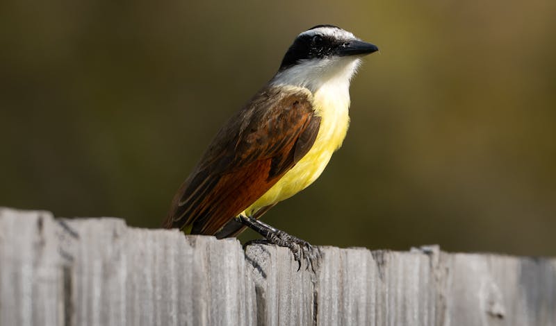 A Great Kiskadee with striking yellow plumage perched on a rustic wooden fence.