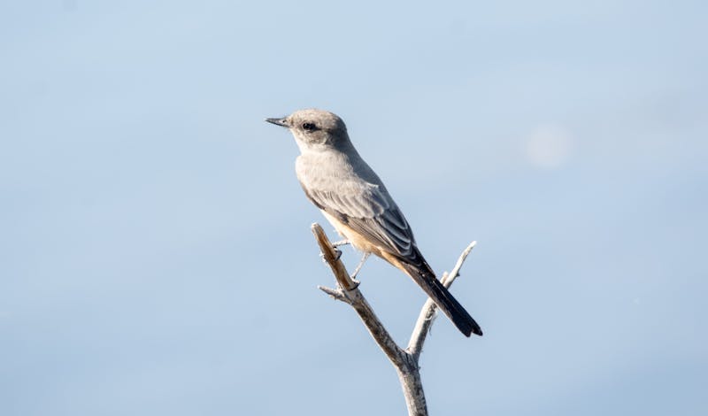 A scissor-tailed flycatcher resting on a branch in Henderson, Nevada.