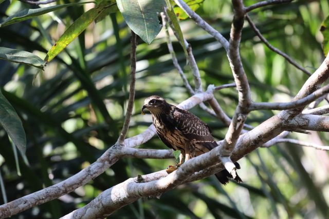 Close-up of a snail kite bird perched on branches in a tropical forest setting.
