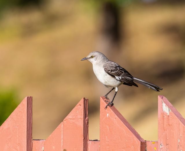 A mockingbird (Mimus polyglottos) perches gracefully on a red wooden fence in a natural setting.